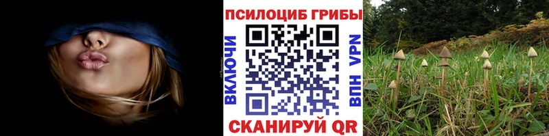 Купить где Байкальск Псилоцибиновые грибы прущие грибы