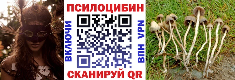 Галлюциногенные грибы Psilocybine cubensis Байкальск